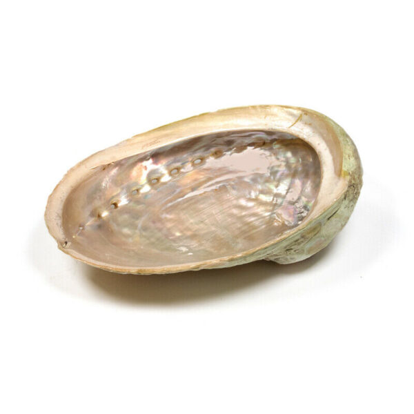 Abalone Muschel